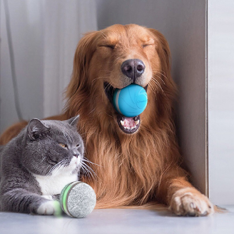 pelota para gatos